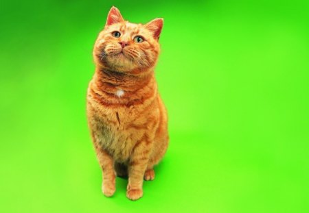 *** Ginger cat *** - cats, animal, animals, cat, ginger