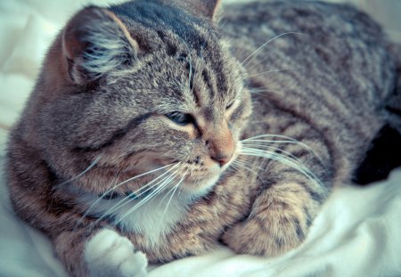 Cat - sleepy, cute, beautiful, cat, sleeping, kitty, cats, hat, cat face, paws, face, animals, pretty, beauty, sweet, kitten, lovely