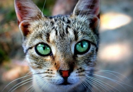 Cat - sleepy, cute, beautiful, cat, sleeping, kitty, cats, hat, cat face, paws, face, animals, pretty, beauty, sweet, kitten, lovely