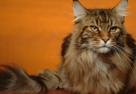 Cat posing - domestic, resting, red, watching, cat