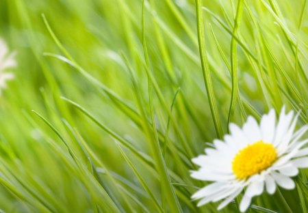 * Daisy * - panoramic nature, nature, daisy, grass, field