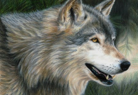 Wolf Painting - profile, predator, artwork, portrait, wolves