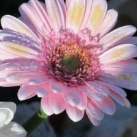 Gerbera Heaven