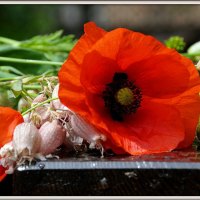 Poppy flower