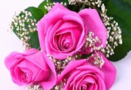 Pink Roses For U - beauty, softness, roses, pink, pastel, for you, lovely