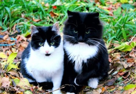 Two kittens - paws, feline, cute, outdoors, kitten