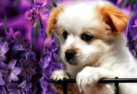 Puppy - adorable, pupy, lovely, purple, dog, animal, flowers, small, cute