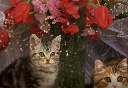 Two kittens with flowers - tulips, flowers, cute, kittens