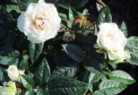 Minature White Rose - blooms, flowers, roses, petals