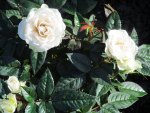 Minature White Rose