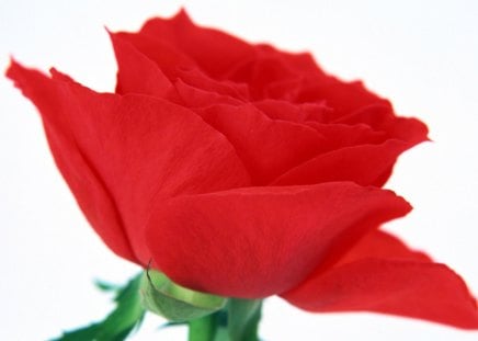 Red rose - petals, red, blooms, flowers, rose