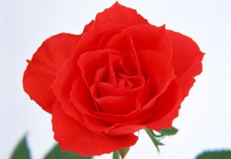 Red rose - flowers, red, petals, rose