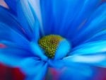 Blue daisies