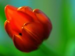 Red tulip