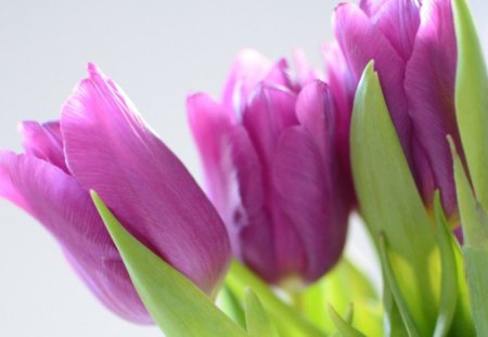 Tulips - flowers, purple, petals, tulips