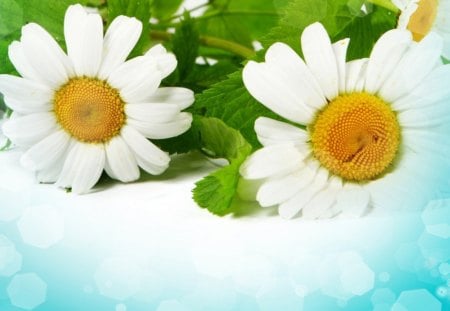 White daisies - petals, bokeh, flowers, daisies, leaves