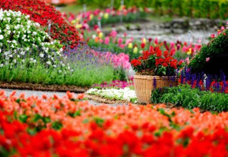 Flower garden - nature, colorful, garden, flower