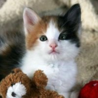 Cute cat and  his friend