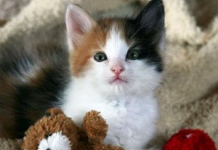 Cute cat and  his friend - adorable, cat, animals, lovely, cute, teddy bear, friend, kitten