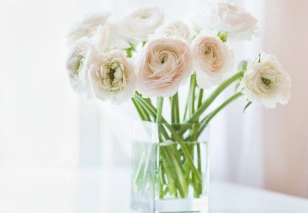 Beautiful flowers - window, glass, petals, delicate, flowers