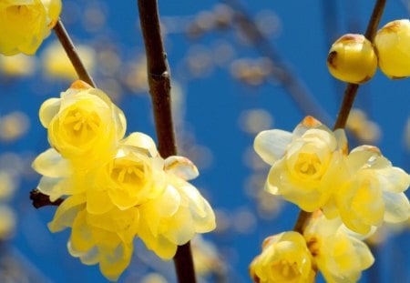 Spring - petals, flowers, spring, yellow, nature, twings