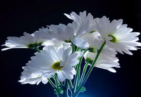 *Daisy* - white, flowers, field, spring, love, gerbera, nature, daisy