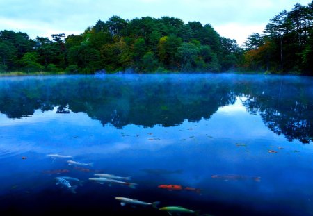 CLEAR WATER  LAKE - reflections, water, clear, lake, forest, koi fishes