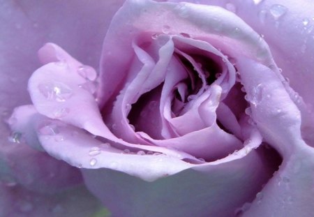 ✿ - heart, beautiful, love, pink, pink rose, nature, magnifique, soft, rose, pastel