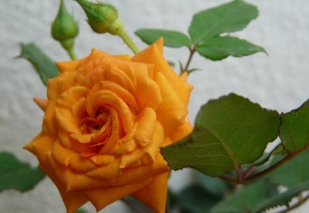 yellow rose - cute, rose, yellow, beautiful