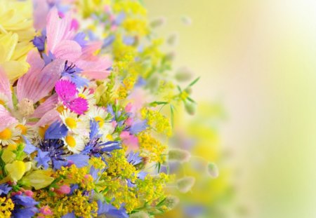 Beautiful daisies - bokeh, flowers, daisies, petals