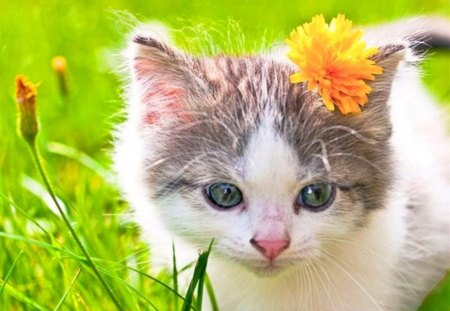 Cute cat - flower, animal, kitten, cat, yellow, adorable, nature, grass