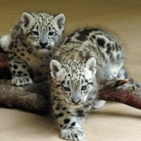 snow leopards