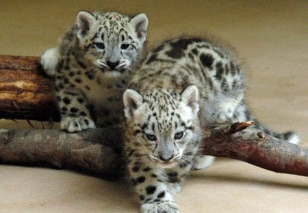 snow leopards - baby, leopards, snow, wild