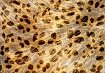 Textures - textures, leopard, print, animals