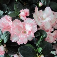 Pink Azalea with green leaves