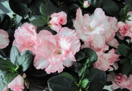 Pink Azalea with green leaves - pink, photography, green, leaves, flowers, azalea