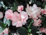 Pink Azalea with green leaves