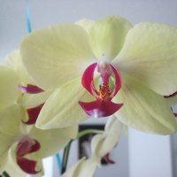 Red heart Orchids