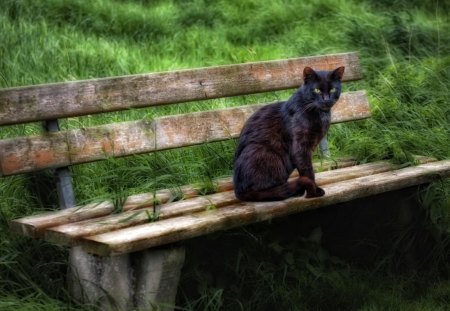 Cat - sleepy, cute, beautiful, cat, sleeping, kitty, cats, hat, cat face, paws, face, animals, pretty, beauty, sweet, kitten, lovely