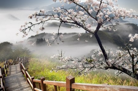 *** Beautiful view of mountains *** - mountains, beautiful, flowers, fog, tree, nature, mountain