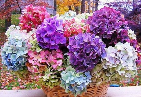 Hydrangeas in different colors - different, hydrangeas, basket, nature, white, purple, pink, red, blue, beautiful, colors, flowers, natural