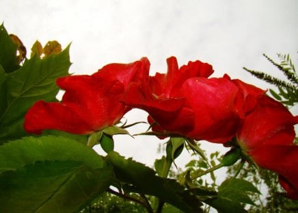 roses♥ - roses, beautiful, green, red roses, love