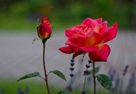 LOVE - red rose, beautiful, red, pure, love