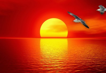 Sunset Over the Sea - birds, water, gulls, sea, ocean, reflection, cloud, sun, sky