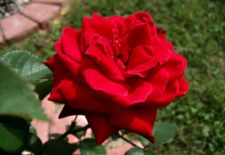 Lâ™¥VE - love, roses, red, beautiful, red rose