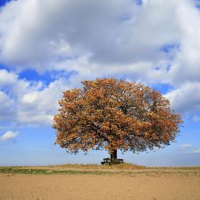 lone tree in fall