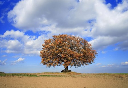 lone tree in fall - fall, tree, field, clouds