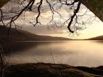 lake framed by a tree