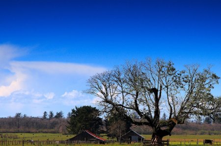 bright sunny day on a farm - trees, farm, cows, sky