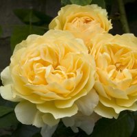 Yellow Roses